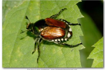 Emergenza insetto nocivo Popillia japonica