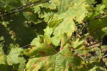 Flavescenza dorata - Comunicazioni per i Comuni viticoli